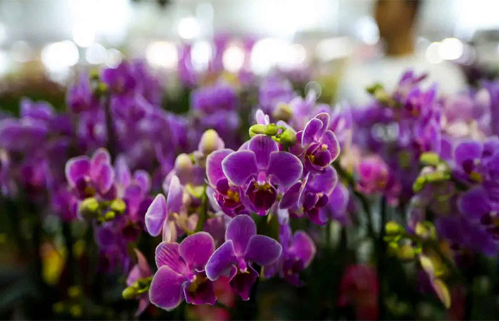 Como será a primavera no Brasil? Confira a previsão do tempo