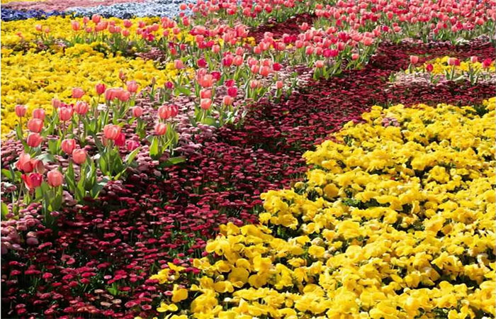 Como as flores sabem que é primavera? A ciência explica