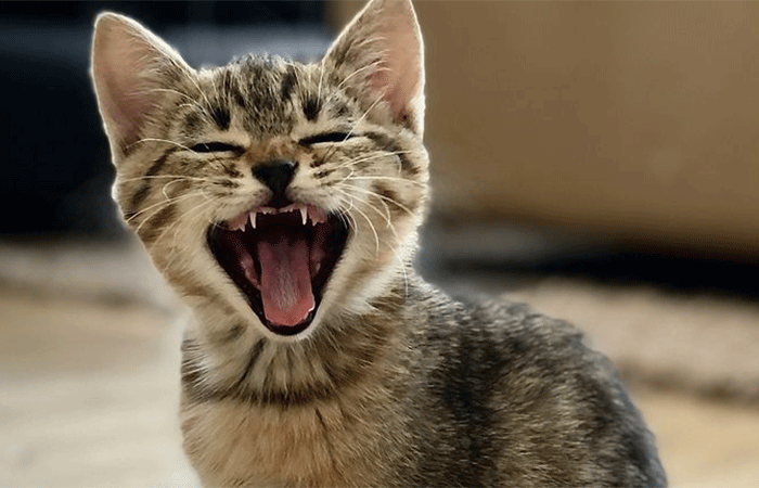 Existe uma técnica simples para você se comunicar com seu gato usando os olhos