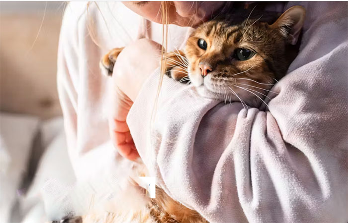 O que ter um gato faz com o seu cérebro – e com o dele