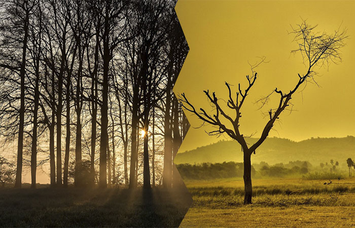 Dados sobre biodiversidade e mudanças climáticas são integrados para fomentar conservação