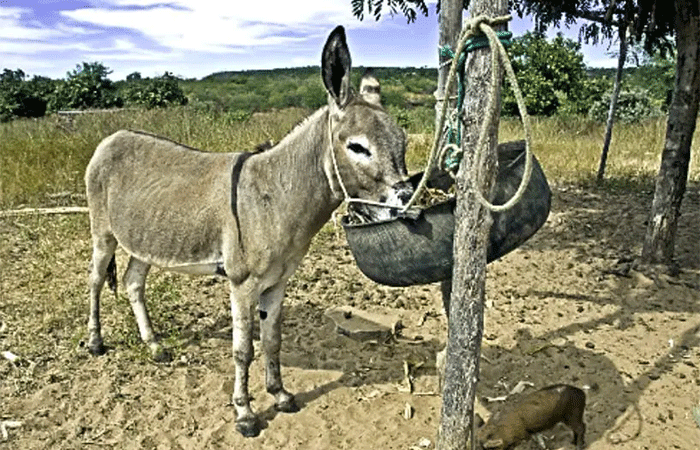 Cientistas declaram estado de emergência para a extinção de jumentos