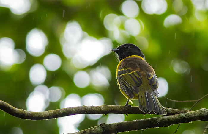 Penas de aves acumulam falhas e resquícios de agrotóxicos