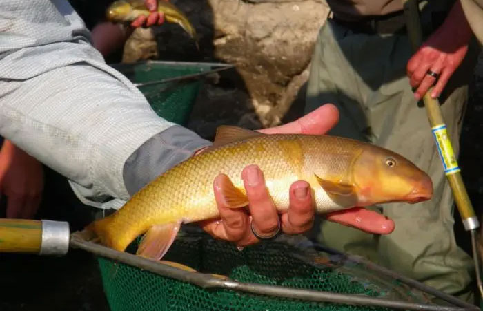 Até peixes adaptados a climas secos estão sofrendo com o aumento das temperaturas e das secas