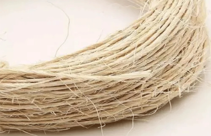 Sisal: riqueza do semiárido nordestino