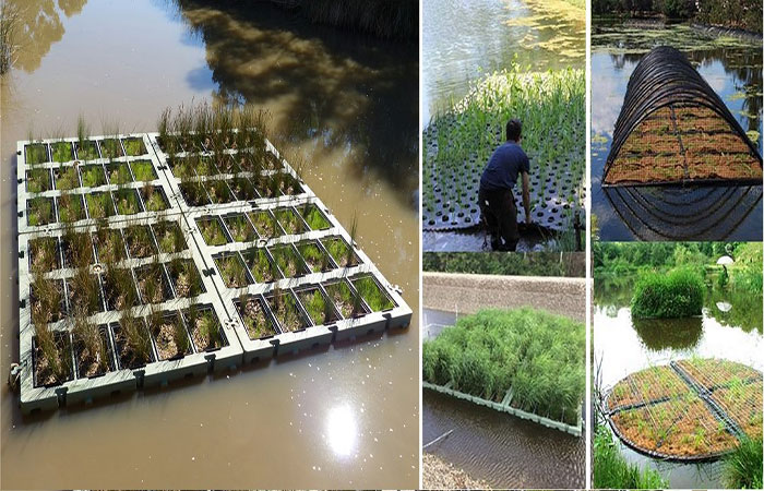 Agricultura flutuante: Plataformas artificiais economizam terra e tratam a água