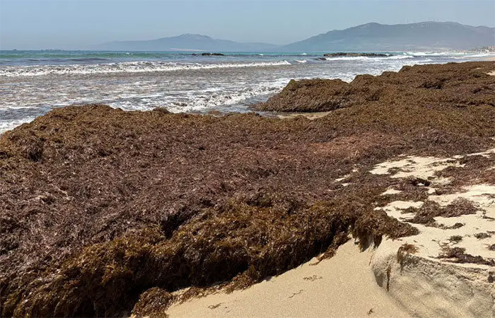 Como alga invasora ameaça pesca e turismo no Mediterrâneo