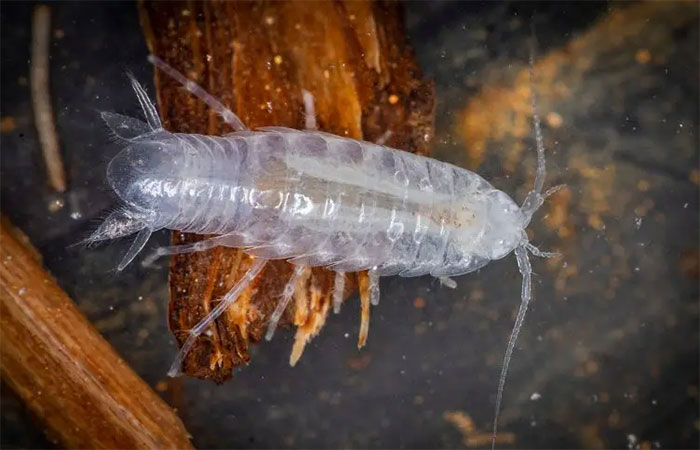 Primeira espécie troglóbia descoberta no Rio Grande do Norte acaba de ser descrita, e já pode estar ameaçada de extinção