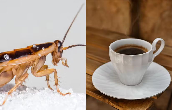 Truques com café para afastar baratas e formigas da cozinha