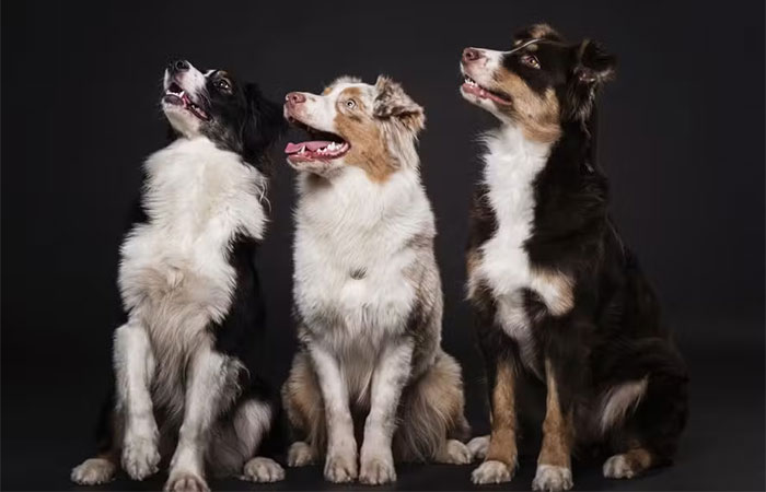 Cães que sofrem agressões nos primeiros 6 meses de vida viram adultos agressivos; estudo