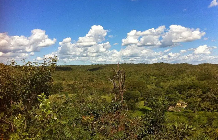 Cientistas alertam que mudanças climáticas ameaçam biodiversidade no Cerrado
