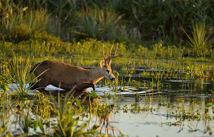 O Pantanal e outras zonas úmidas são heroínas climáticas esquecidas
