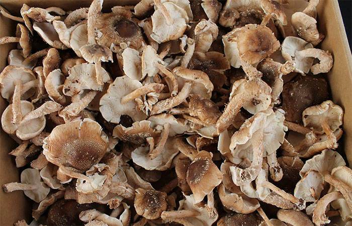 Biodegradável, shiitake pode ser usado para armazenar dados e eliminar necessidade de terras raras, revela estudo