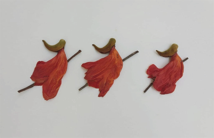 No Halloween, a natureza pode ser protagonista!