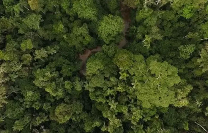 Plástico e clima colocam em risco a reprodução de fungos amazônicos