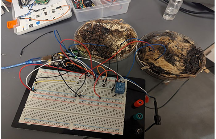 Cogumelos viram computadores que imitam o cérebro