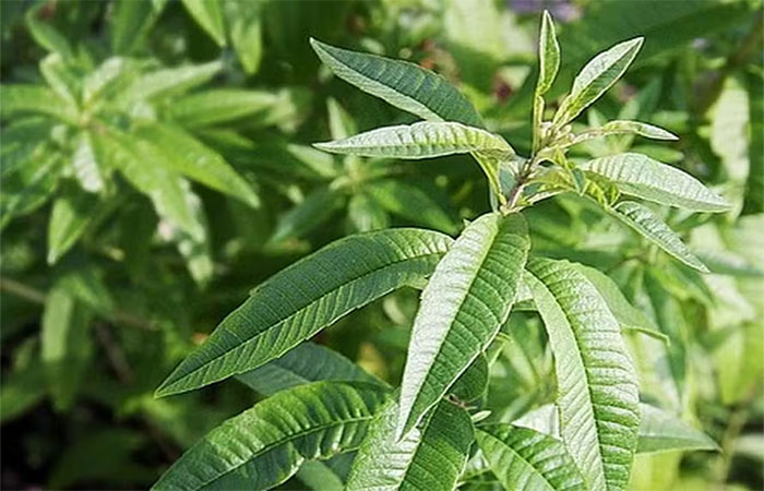 ‘Erva-santa’: o que diz a ciência sobre esta planta ancestral que ajuda a aliviar a insônia