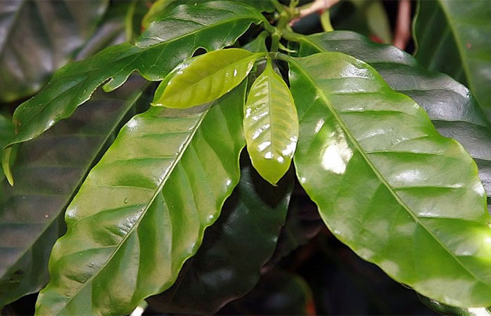 Folhas de café são matéria-prima para nanopartículas com aplicações tecnológicas sustentáveis