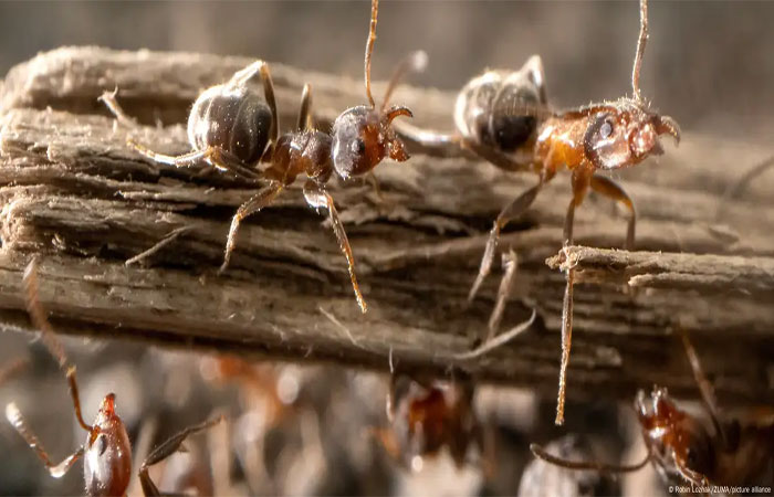 Queda populacional de formigas indica apocalipse de insetos