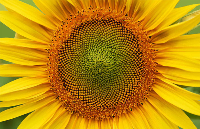 Geometria viva: a proporção da beleza na natureza