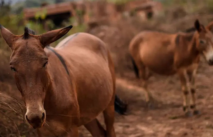 A invenção brasileira que promete salvar os jumentos da extinção no Nordeste