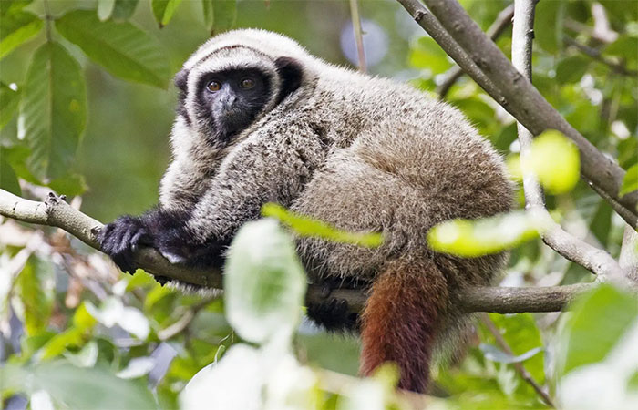 A Caatinga virou pasto: macaco ameaçado já perdeu mais da metade de suas florestas