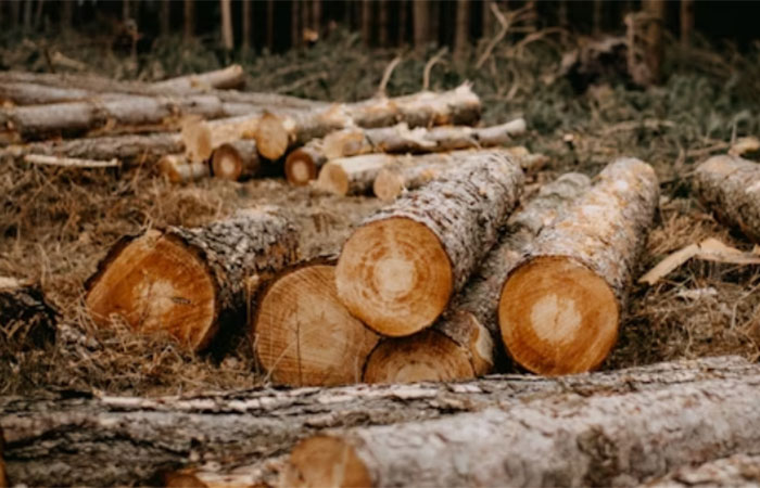 ONU: Brasil reduz desmatamento, mas ainda é responsável por 70% da perda de florestas do planeta