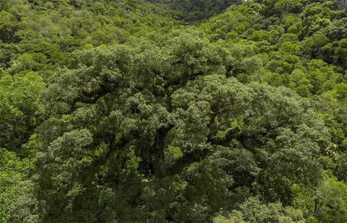 Mata Atlântica perde 2,4 milhões de hectares em 40 anos