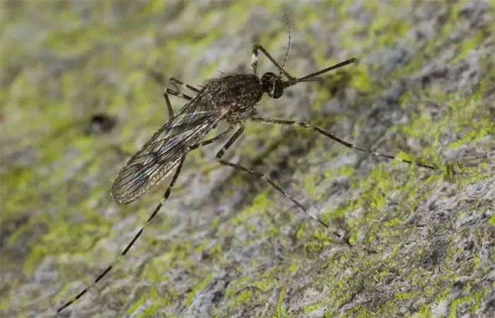 Pela primeira vez, mosquitos chegam à gelada Islândia – por culpa das mudanças climáticas