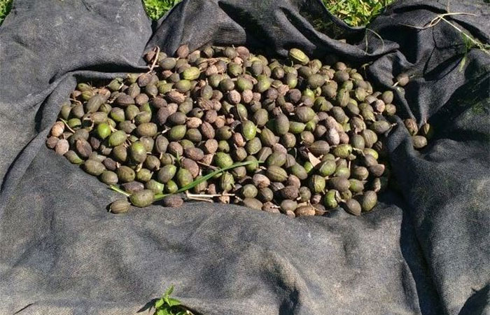Pesquisa investe em sementes florestais para restaurar três biomas brasileiros