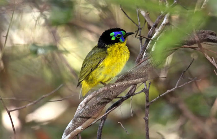 Mais da metade das aves do mundo está sumindo, alertam especialistas em reunião sobre crise de extinção
