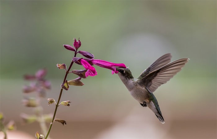 Biomimética: quando a natureza vira professora e inspira a inovação nas universidades