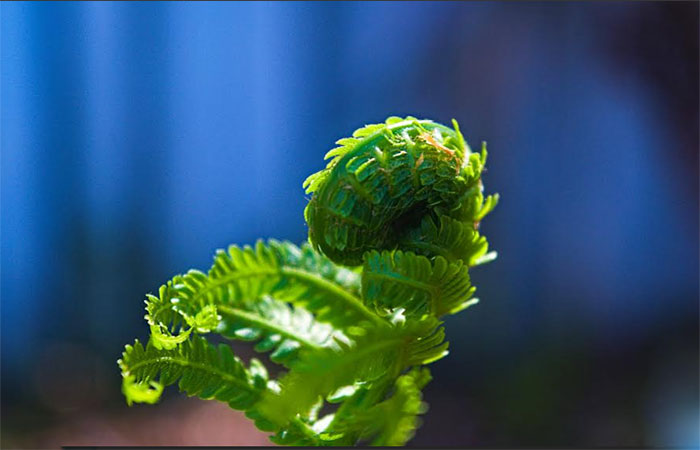 Geometria viva: a proporção da beleza na natureza
