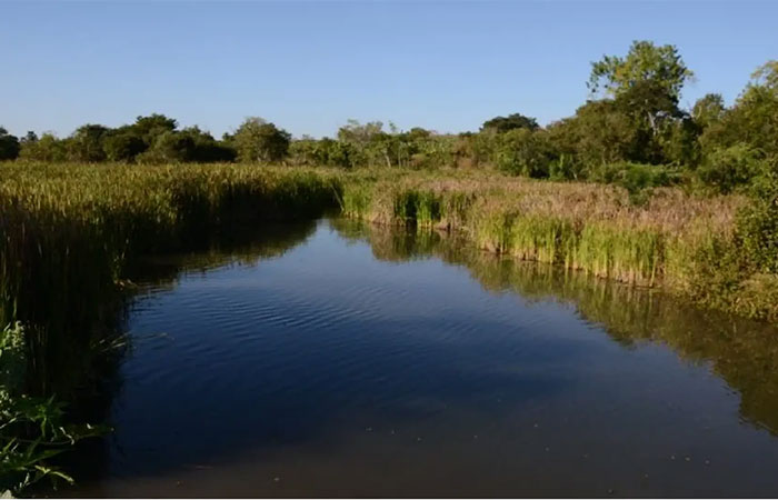 Estados do Nordeste passam a concentrar a maior parte da vegetação do Cerrado