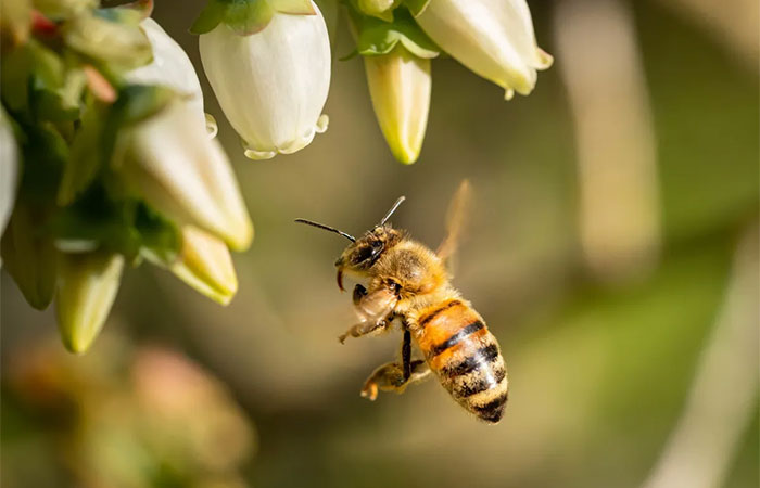 Assim como humanos, abelhas conseguem processar o tempo, descobre estudo