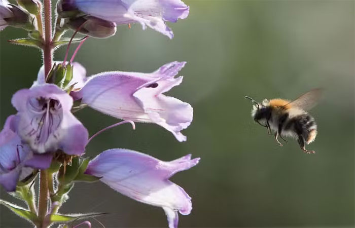 As abelhas sabem que horas são? Estudo sugere que sim