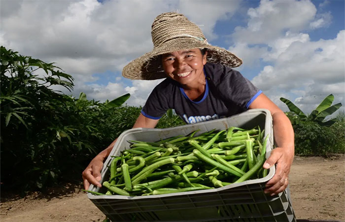 Nordeste cresce safra com a força da Agricultura Familiar