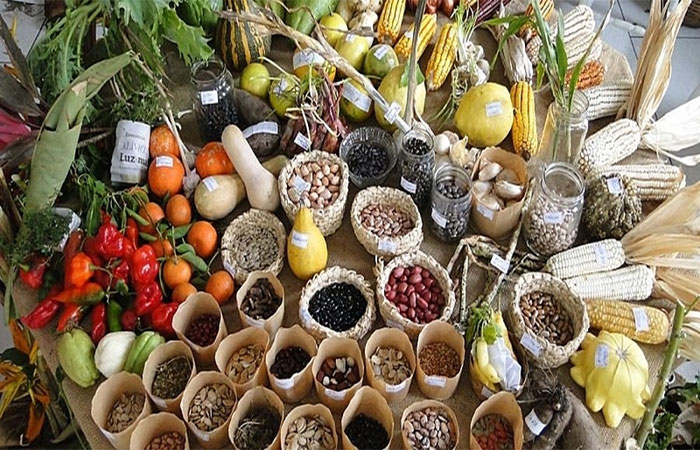 Comida que alimenta e que tem rosto, memória e território: histórias de quem sustenta o Brasil