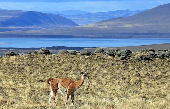 ‘Será que isso vai mudar o clima? Será que a vida selvagem vai se adaptar?’: A corrida da Europa para construir projetos de energia no Chile pode não ser tão ecológica quanto parece
