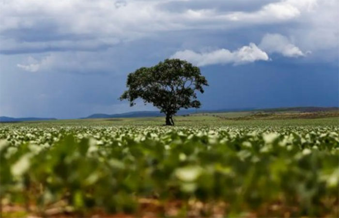 Expandir o cultivo de cana, milho e soja em terras degradadas pode triplicar produção de bioenergia no Brasil