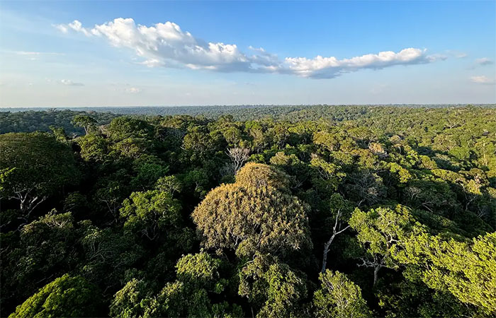 COP30: o que é, quando acontece e o que será discutido em Belém