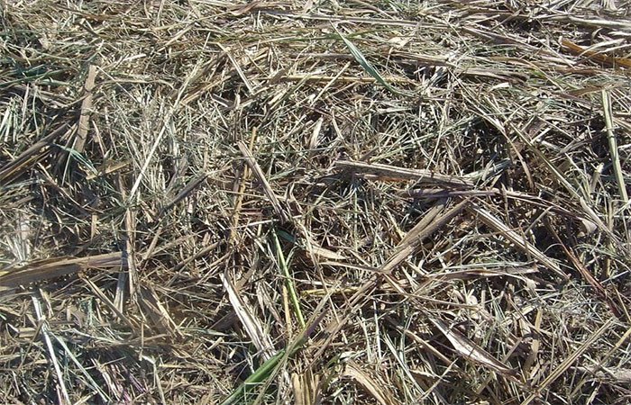 Bioeletricidade ganha força como aliada do Brasil na seca