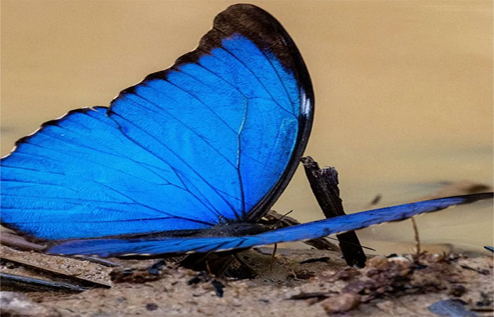 Como o desmatamento da Amazônia afeta as borboletas: elas estão perdendo suas cores e podem desaparecer