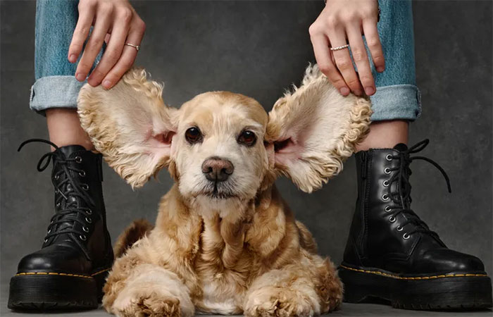 Quer que seu cachorro viva mais? A ciência traz 6 dicas comprovadas por especialistas em envelhecimento canino