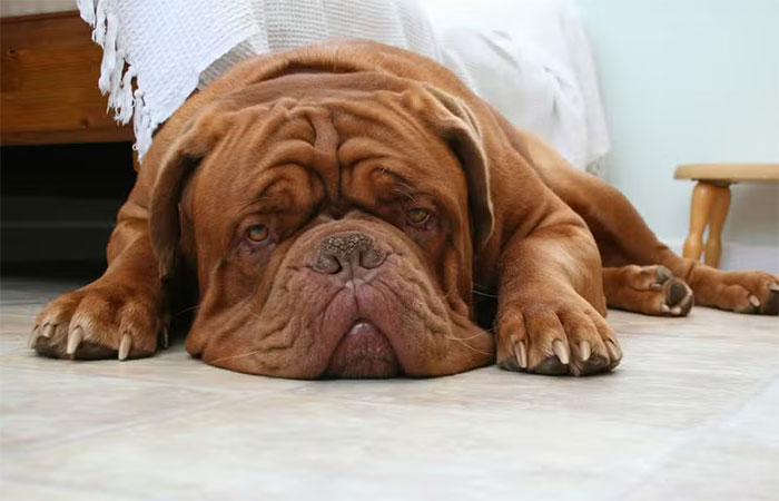 Novo estudo mostra raças de cães com maior risco de câncer canino agressivo