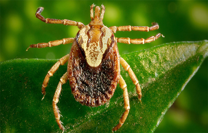 Crescimento urbano e exposição em áreas naturais elevam o risco de aumento da febre maculosa