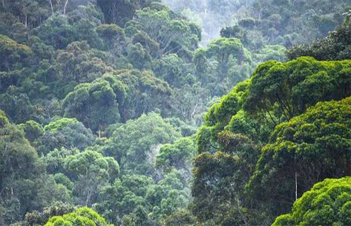 Silvicultura em expansão: o crescimento econômico e o debate ambiental no Brasil