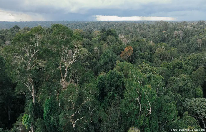 Alemanha anuncia € 1 bi para fundo de florestas do Brasil