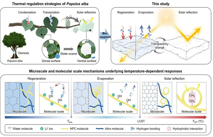 Folha artificial refresca verão e aquece inverno sem gastar eletricidade