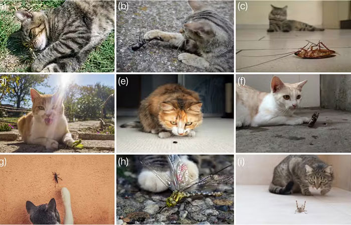 Gatos são mais letais para invertebrados do que se imaginava, aponta estudo brasileiro